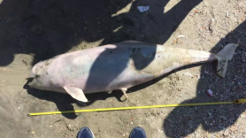 Peste 3.000 de delfini au murit în Marea Neagră din cauza războiului din Ucraina